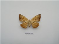 藏品(尺蛾214)的圖片